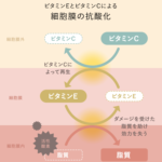【やっぱりすごかった？】『ビタミンc 効果』まとめてみた